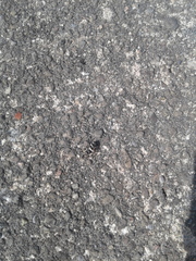 Salticus scenicus