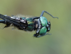 Somatochlora brevicincta