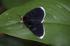 Scrobigera albomarginata