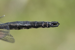 Somatochlora brevicincta