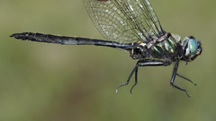 Somatochlora brevicincta