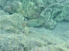 Canthigaster punctatissima