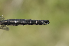 Somatochlora brevicincta