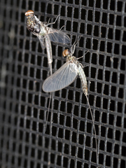 Callibaetis floridanus