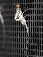 Callibaetis floridanus