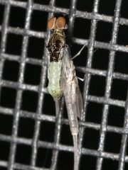 Callibaetis floridanus