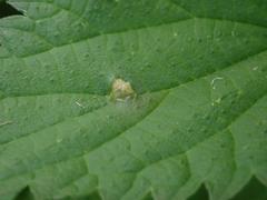 Dasineura urticae