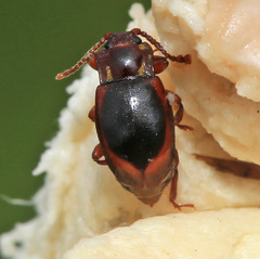 Lycoperdina mandarinea