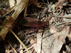 Leptocoris tagalicus