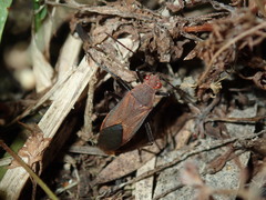 Leptocoris tagalicus