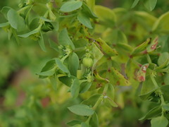 Euphorbia peplus