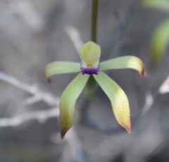 Caladenia testacea