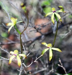 Caladenia testacea