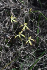 Caladenia testacea