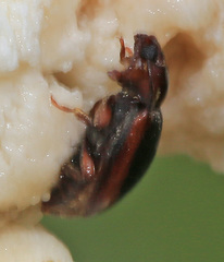 Lycoperdina mandarinea