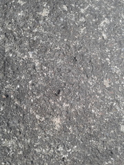 Salticus scenicus