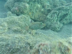 Canthigaster punctatissima