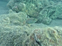 Canthigaster punctatissima