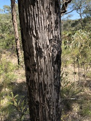 Angophora bakeri
