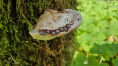 Calcipostia guttulata