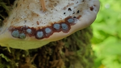 Calcipostia guttulata