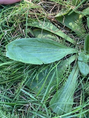 Plantago media