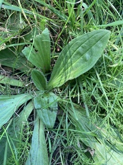Plantago media