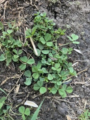 Trifolium repens