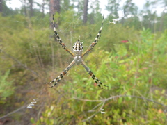 Argiope florida