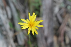 Microseris walteri