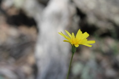 Microseris walteri