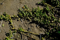 Thesium frisea