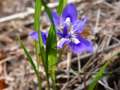 Iris rossii