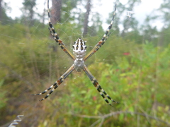 Argiope florida