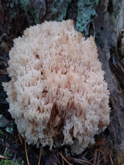 Artomyces microsporus