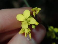Brassica fruticulosa