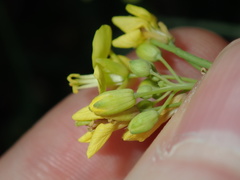Brassica fruticulosa
