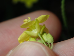 Brassica fruticulosa