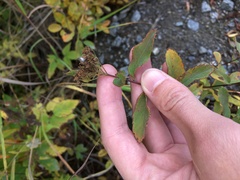 Spiraea beauverdiana