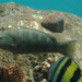 Emerald Wrasse - Photo (c) Sergio Martínez, some rights reserved (CC BY-NC), uploaded by Sergio Martínez