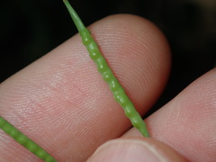 Brassica fruticulosa