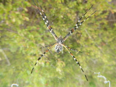 Argiope florida