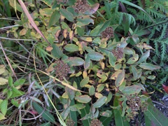 Spiraea beauverdiana