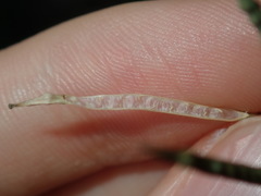 Brassica fruticulosa