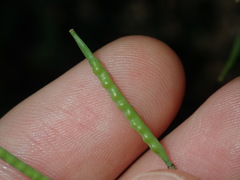 Brassica fruticulosa