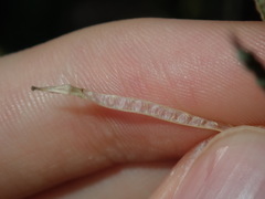 Brassica fruticulosa