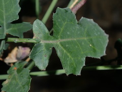 Brassica fruticulosa
