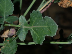 Brassica fruticulosa