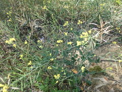 Brassica fruticulosa
