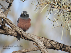 White-Browed Woodswallow photo 5